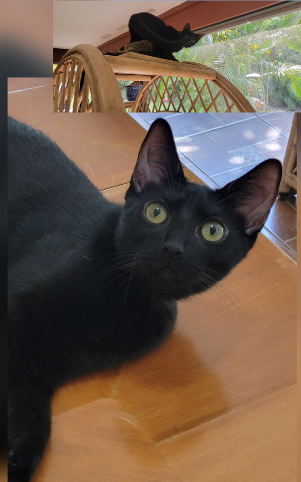 Tasha