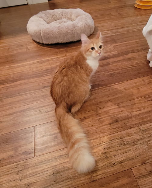 Miss Kittu