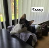 Sassy