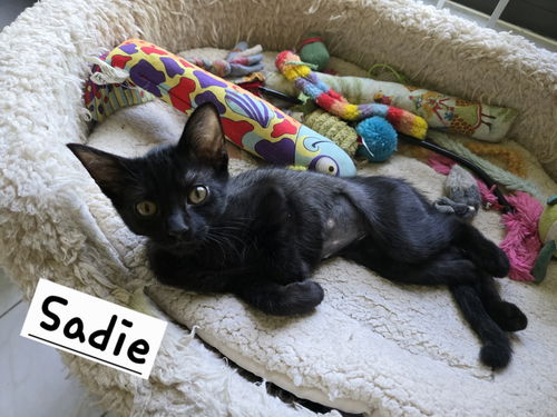 Sadie