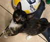 adoptable Cat in boynton beach, FL named Theodora