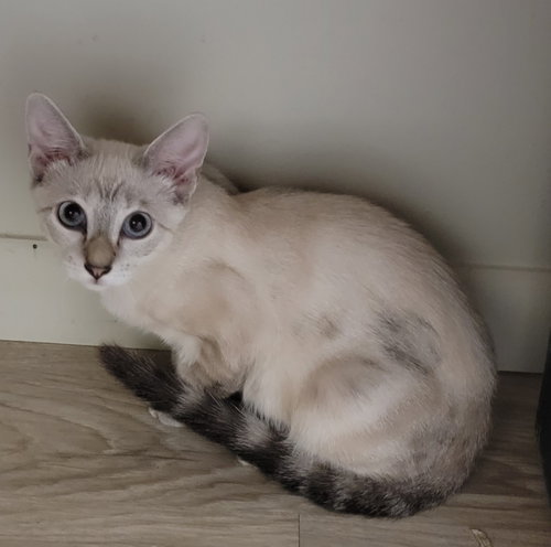 PRIYA - Siamese available for adoption