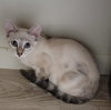 Petunia - Photo 2