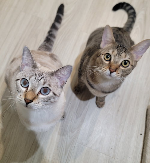 PETUNIA - Domestic Short Hair available for adoption
