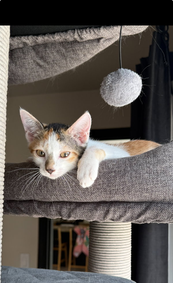 Delilah