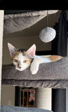 Daphne - Photo 1