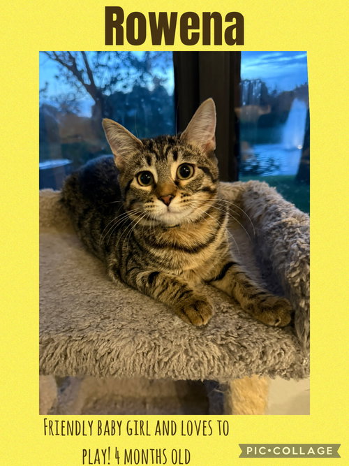 ROWENA - Domestic Short Hair available for adoption