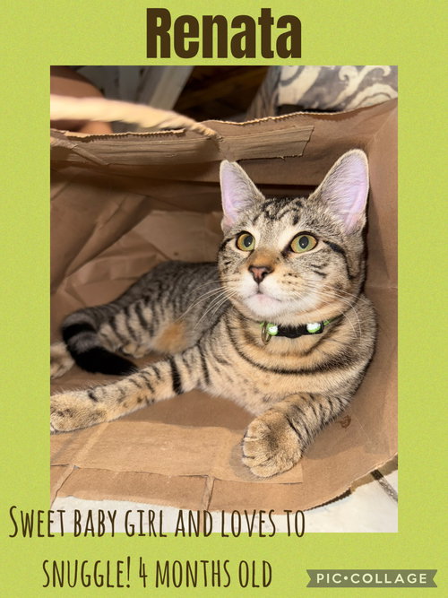 RENATA - Domestic Short Hair available for adoption