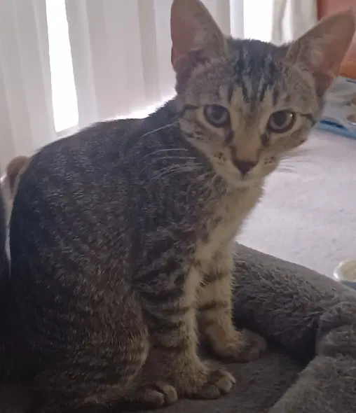 Nugget - Domestic Short Hair
