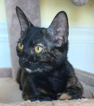 Morgan - Domestic Short Hair