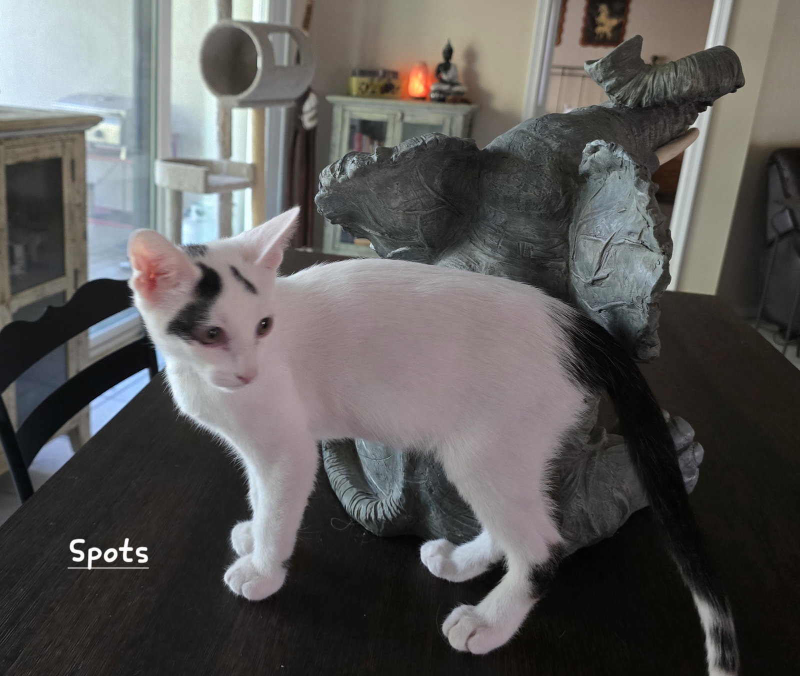 Spots Image
