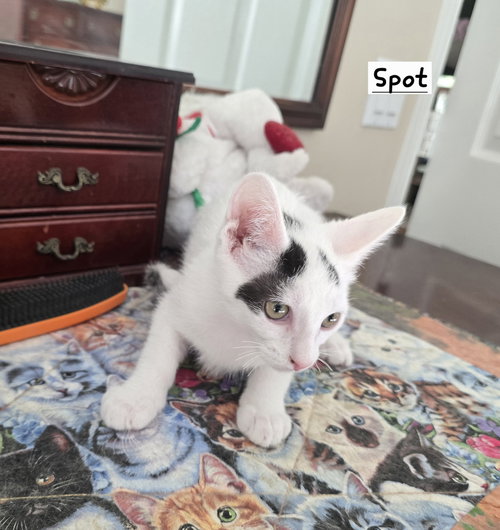 SPOTS - Domestic Short Hair available for adoption