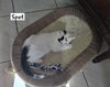 Spots - Photo 3