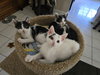 Spots - Photo 5