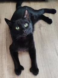 Tippy Toes Image