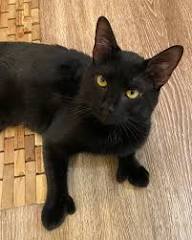 TOE-NY TIGRESS - Domestic Short Hair available for adoption