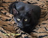 Toe-ny Tigress - Photo 2