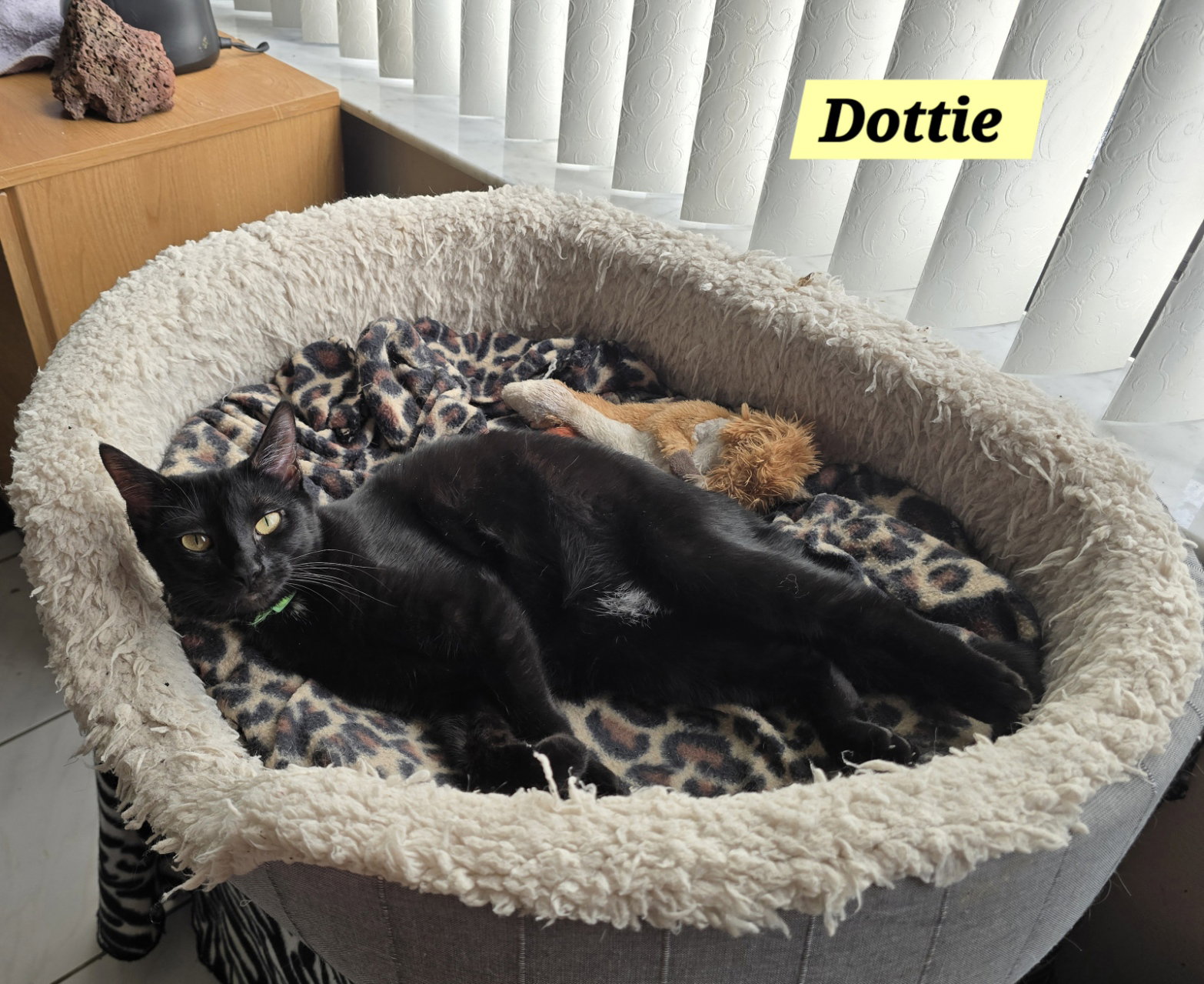 Dottie Image