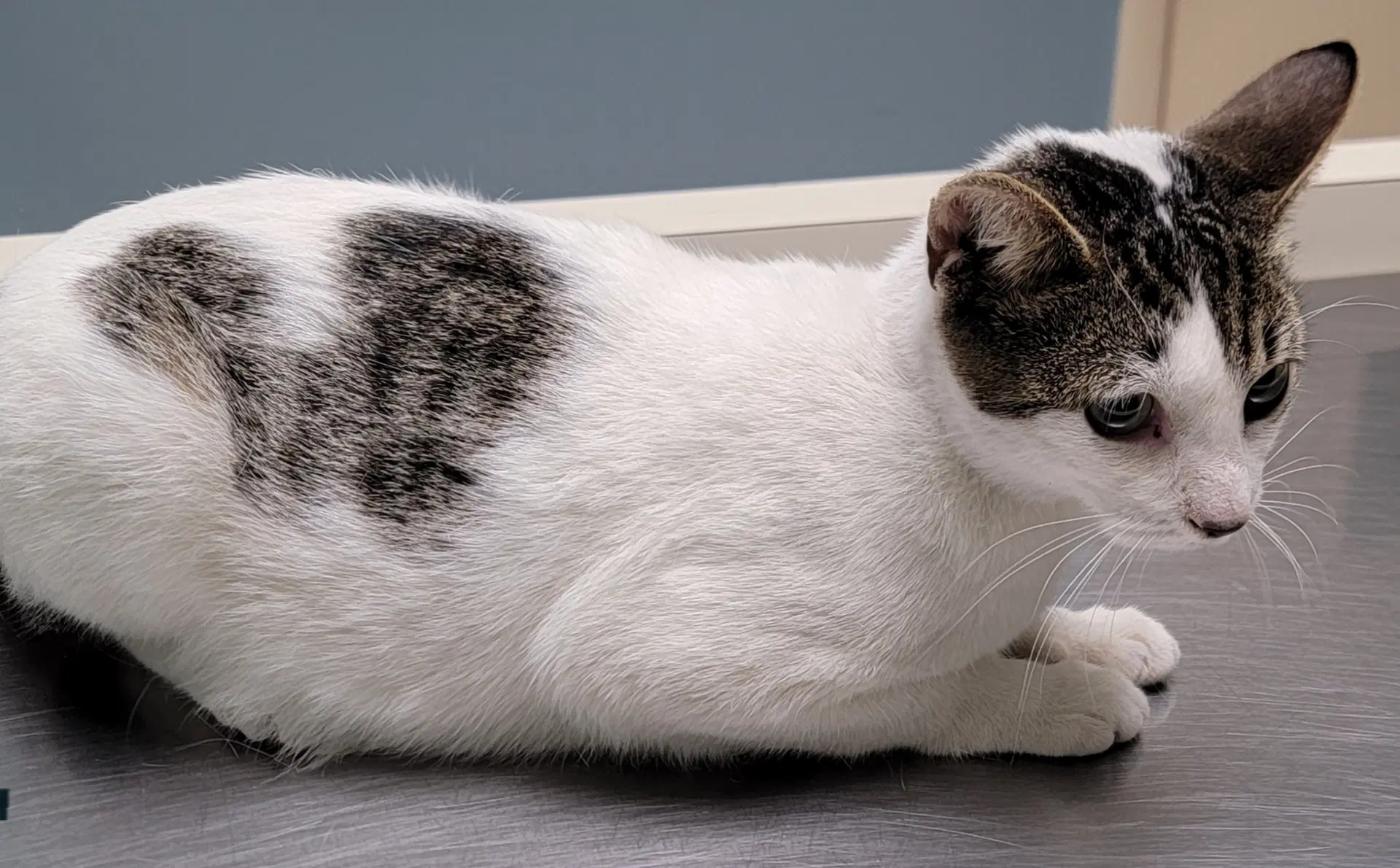 Sweetie - Domestic Short Hair