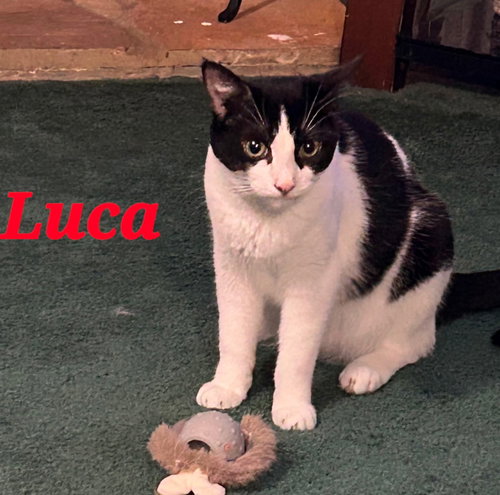 Luca, Young Domestic Short Hair, cat for adoption in Miami Beach, Florida