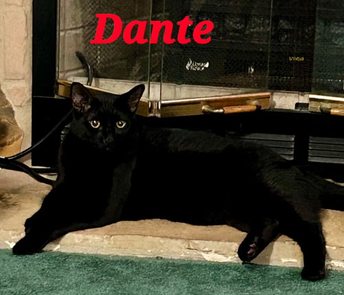Dante, Young Domestic Short Hair, cat for adoption in Miami Beach, Florida