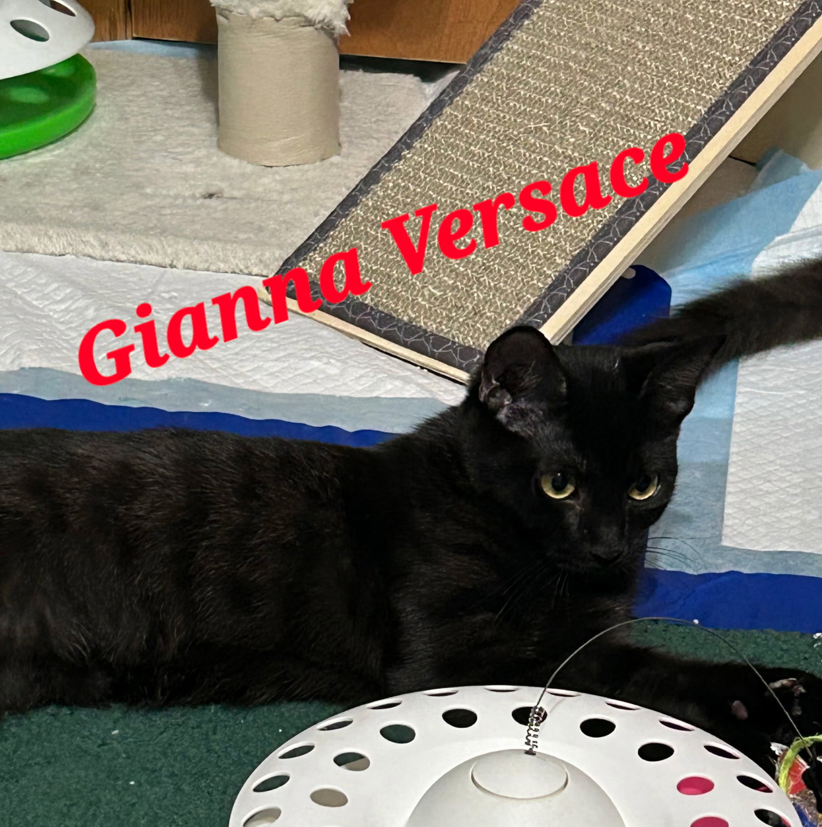 Gianna Versace
