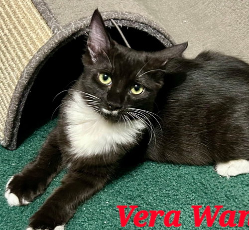 Vera, Young Domestic Short Hair, cat for adoption in Miami Beach, Florida