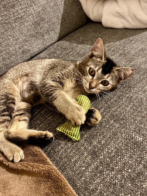 Sprite, Young Domestic Short Hair, cat for adoption in Miami Beach, Florida