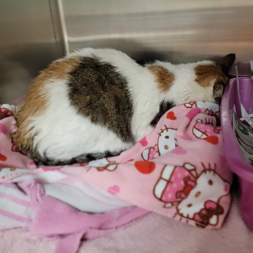 Shelley, Adult Calico, cat for adoption in Miami Beach, Florida