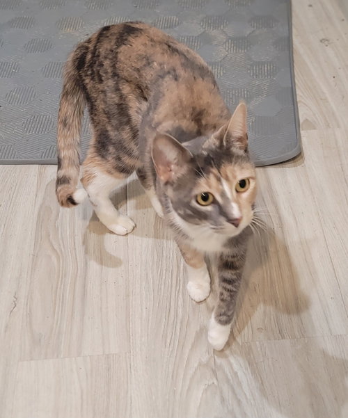 Shayna, an adoptable Calico in BOYNTON BEACH, FL
