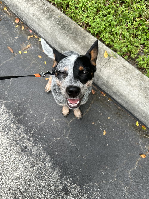 Rein, an adoptable Australian Cattle Dog in BOYNTON BEACH, FL