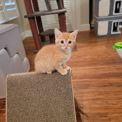 Flynn, an adoptable Domestic Short Hair in BOYNTON BEACH, FL