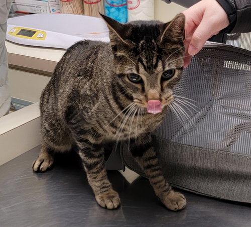 Havoc, an adoptable Domestic Short Hair in BOYNTON BEACH, FL
