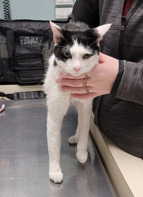 Sambuca, an adoptable Domestic Short Hair in BOYNTON BEACH, FL