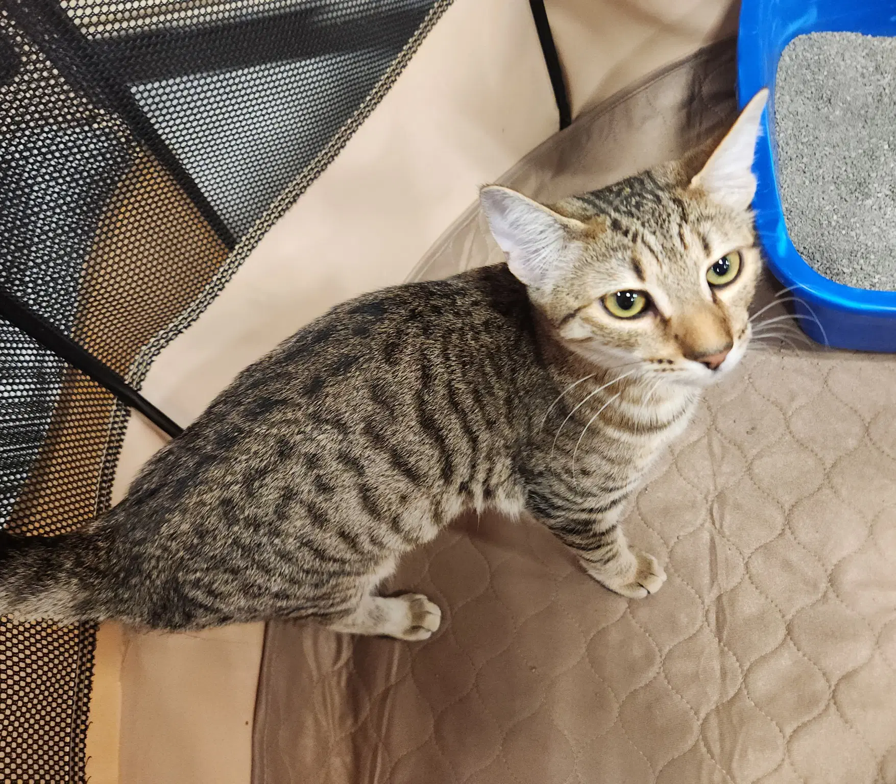 Cricket - Domestic Short Hair