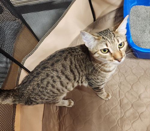 Cricket, a cat for adoption from R U 4 Me Pet Rescue, Inc.