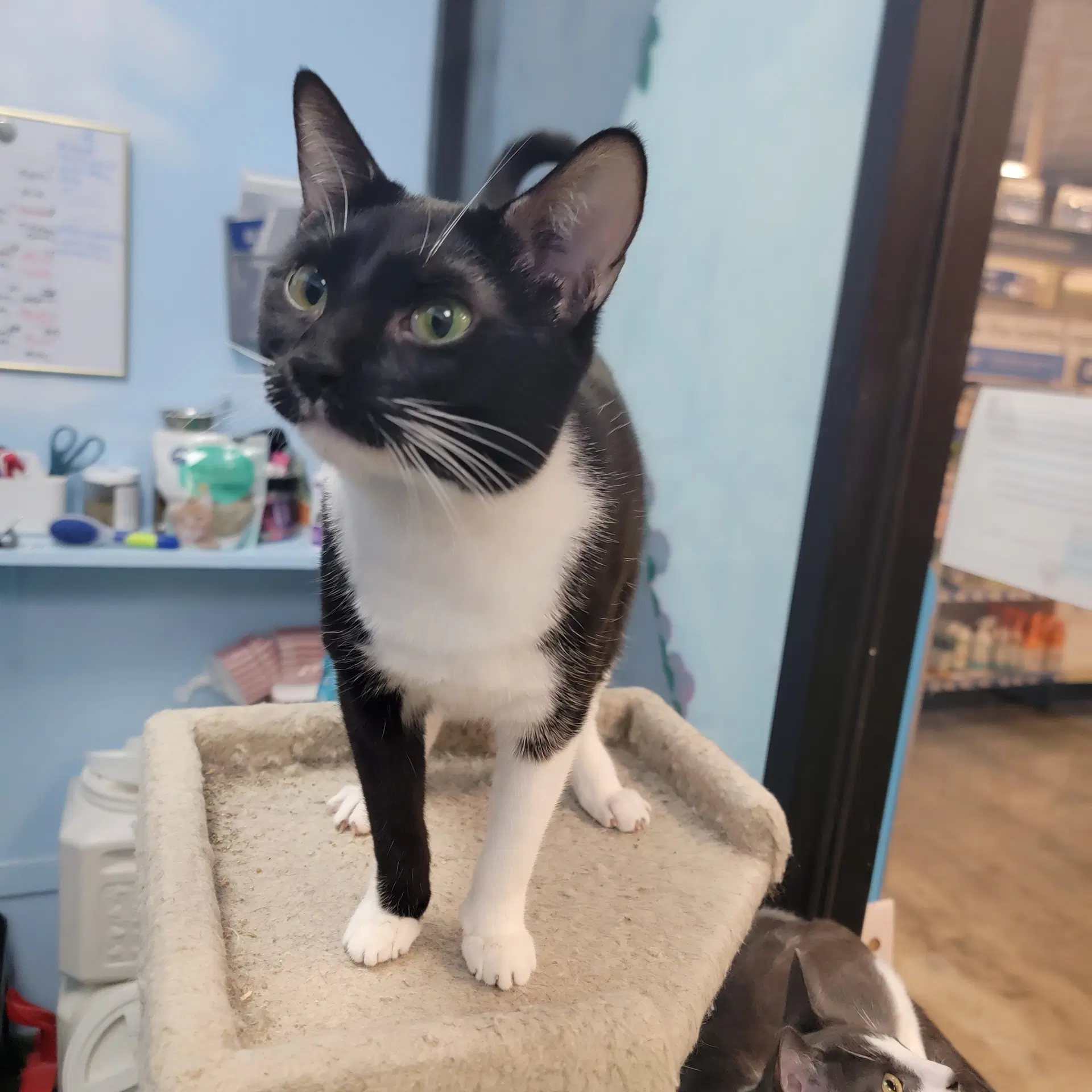 Nikita - Domestic Short Hair