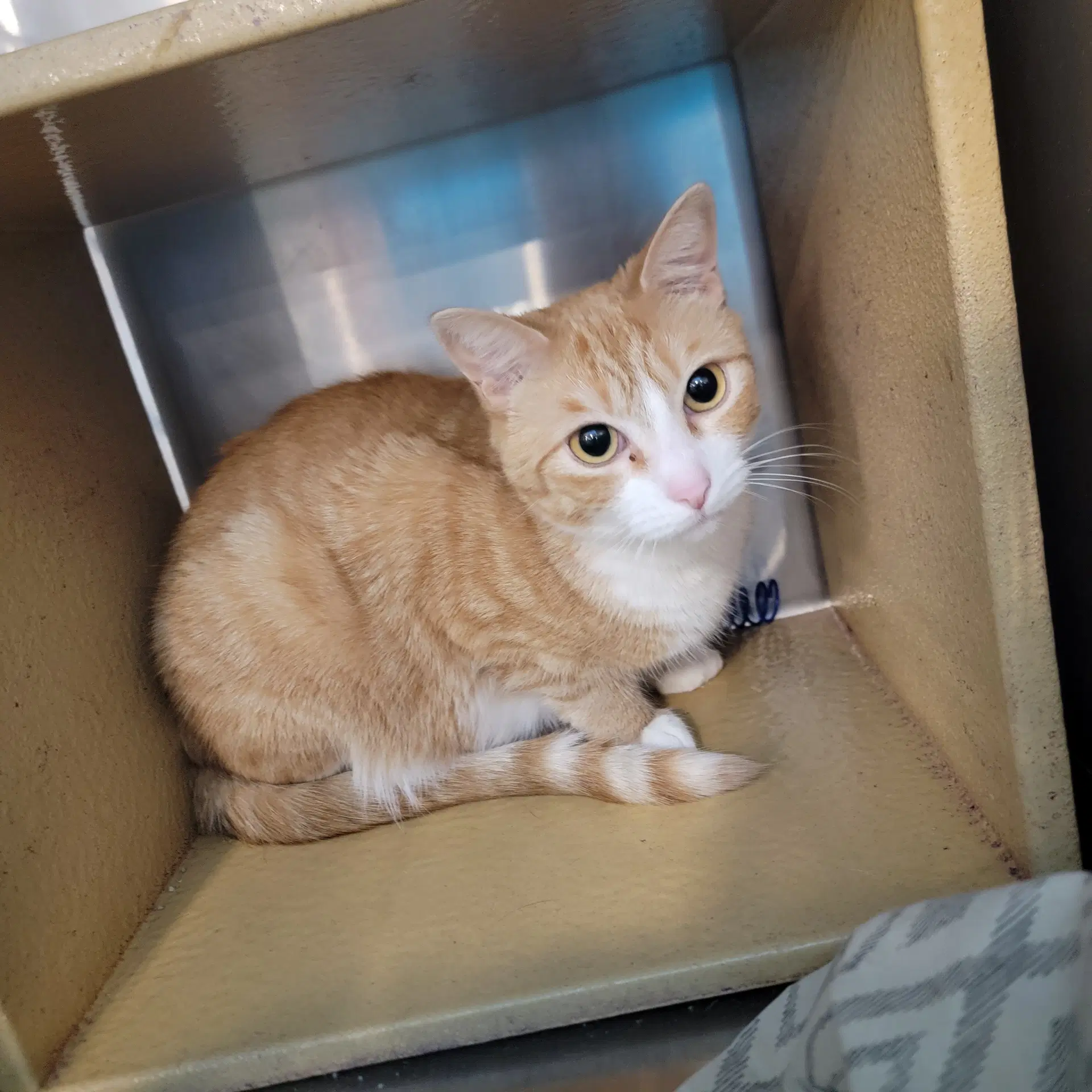 Tobi - Domestic Short Hair