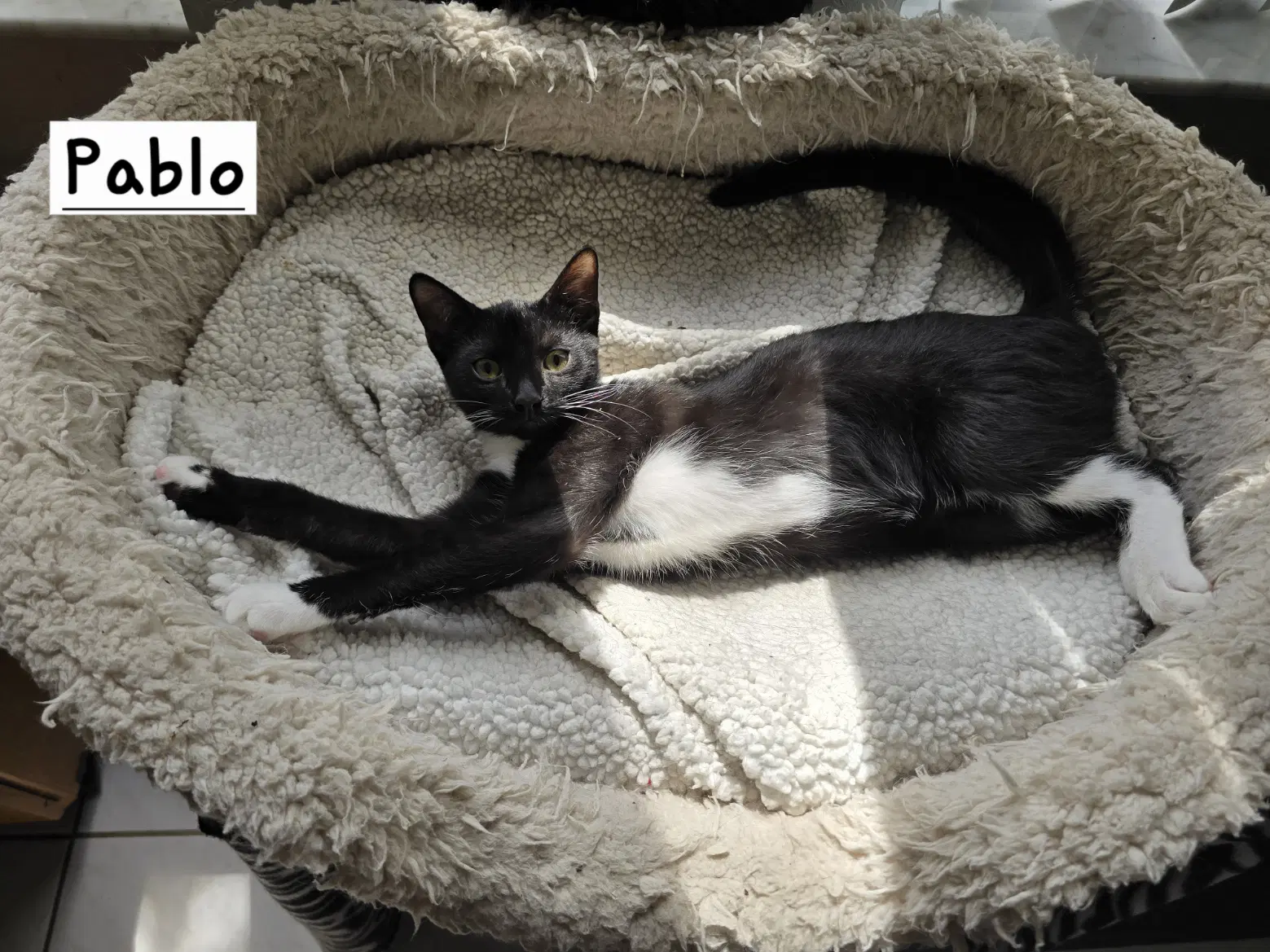 Pablo - Domestic Short Hair
