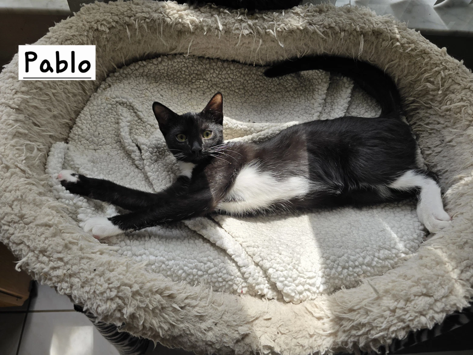 Pablo