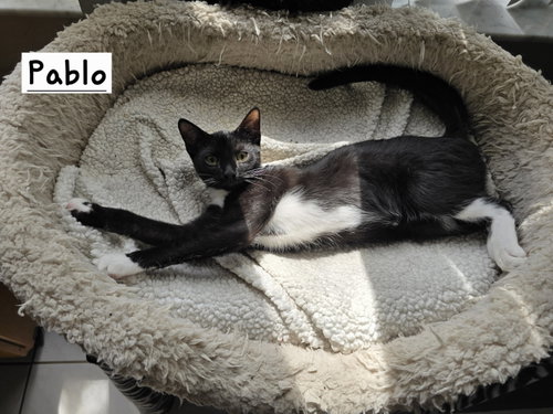 Pablo, a cat for adoption from R U 4 Me Pet Rescue, Inc.