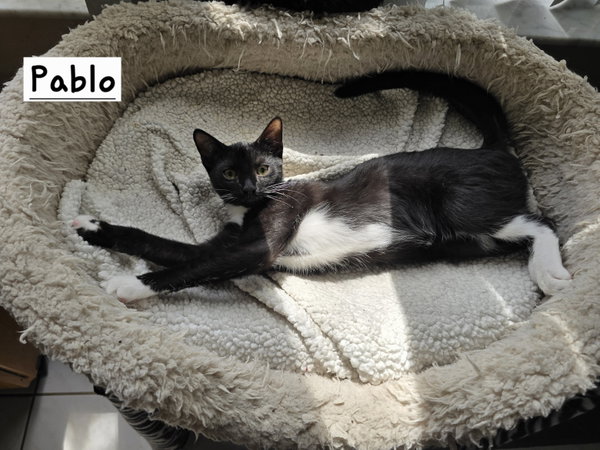 Pablo