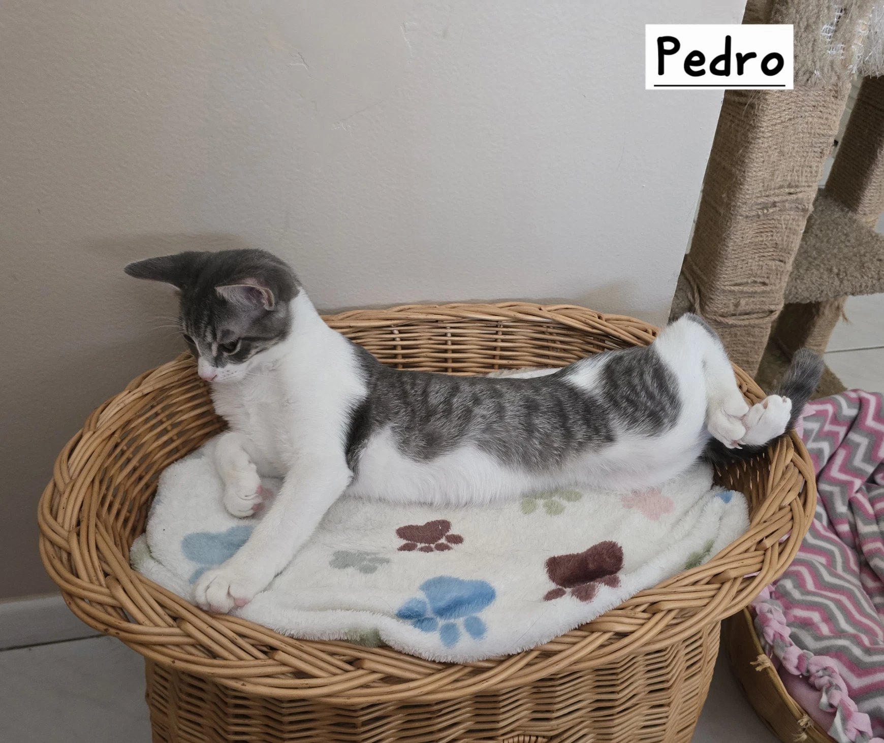 Pedro