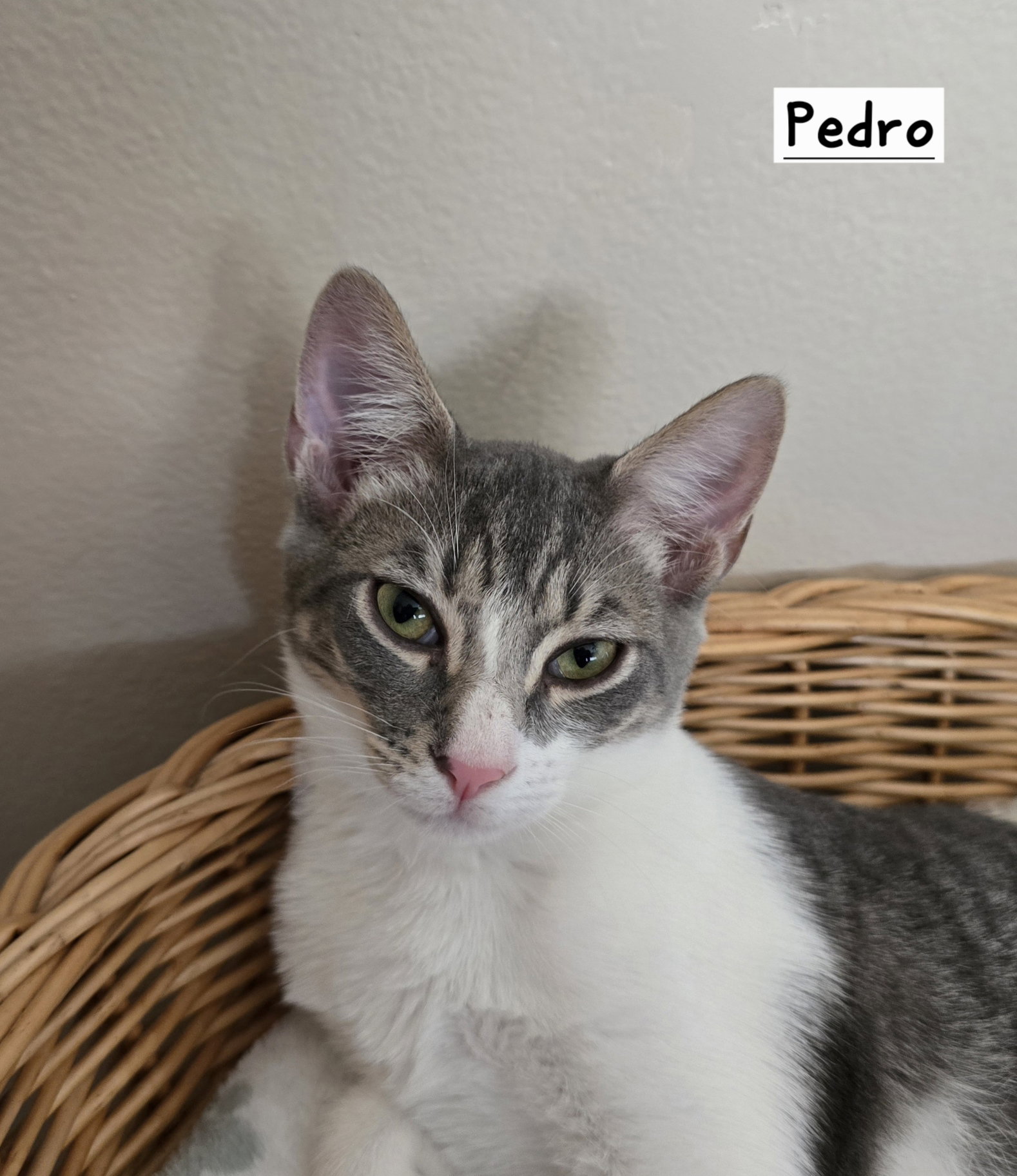 Pedro, photo 2