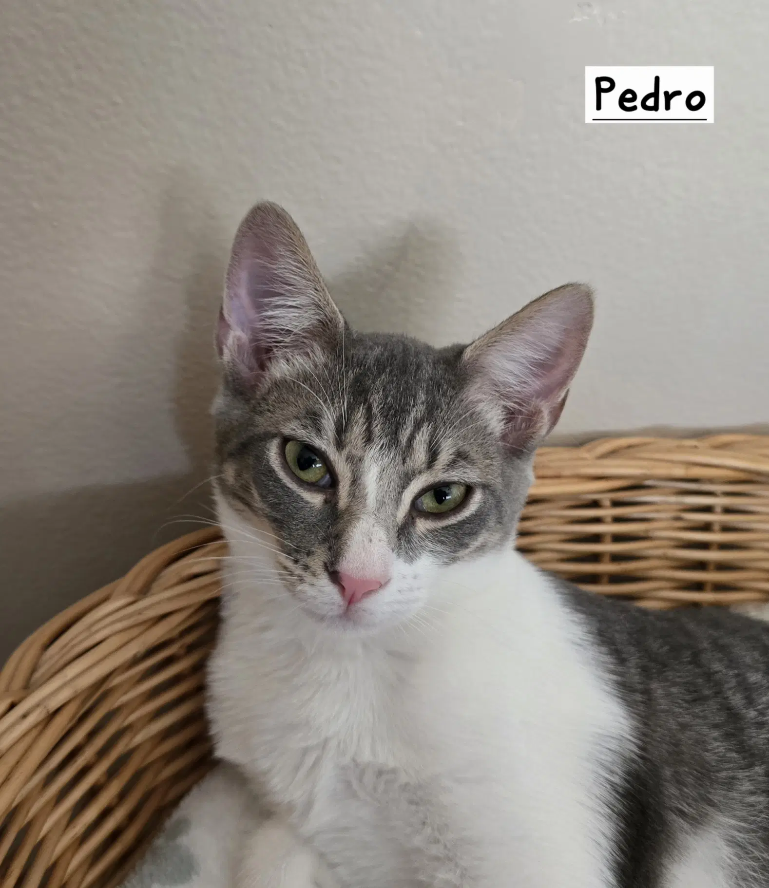 Pedro image 2