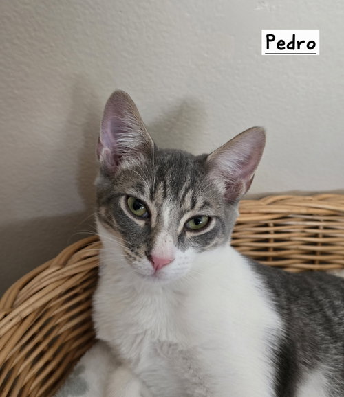 Photo 2 of Pedro