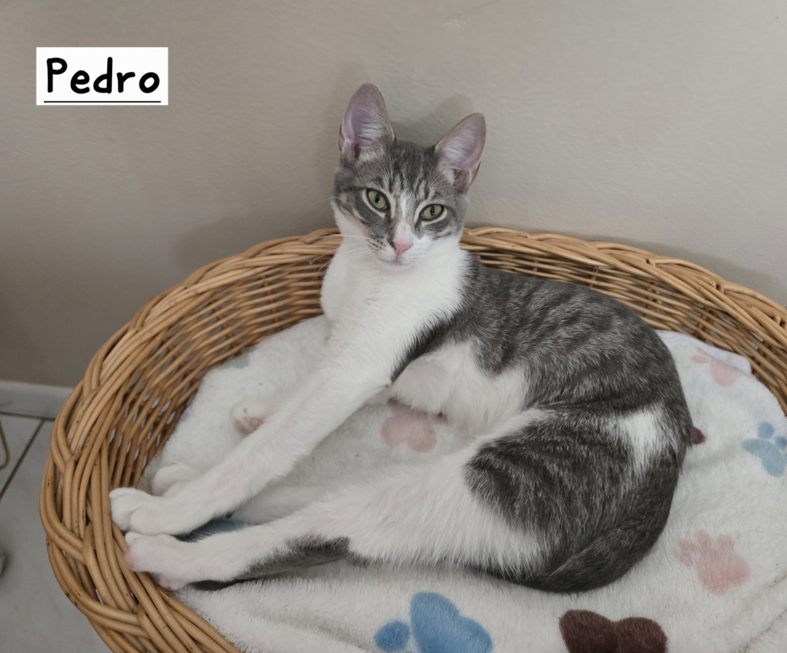 Pedro, photo 3