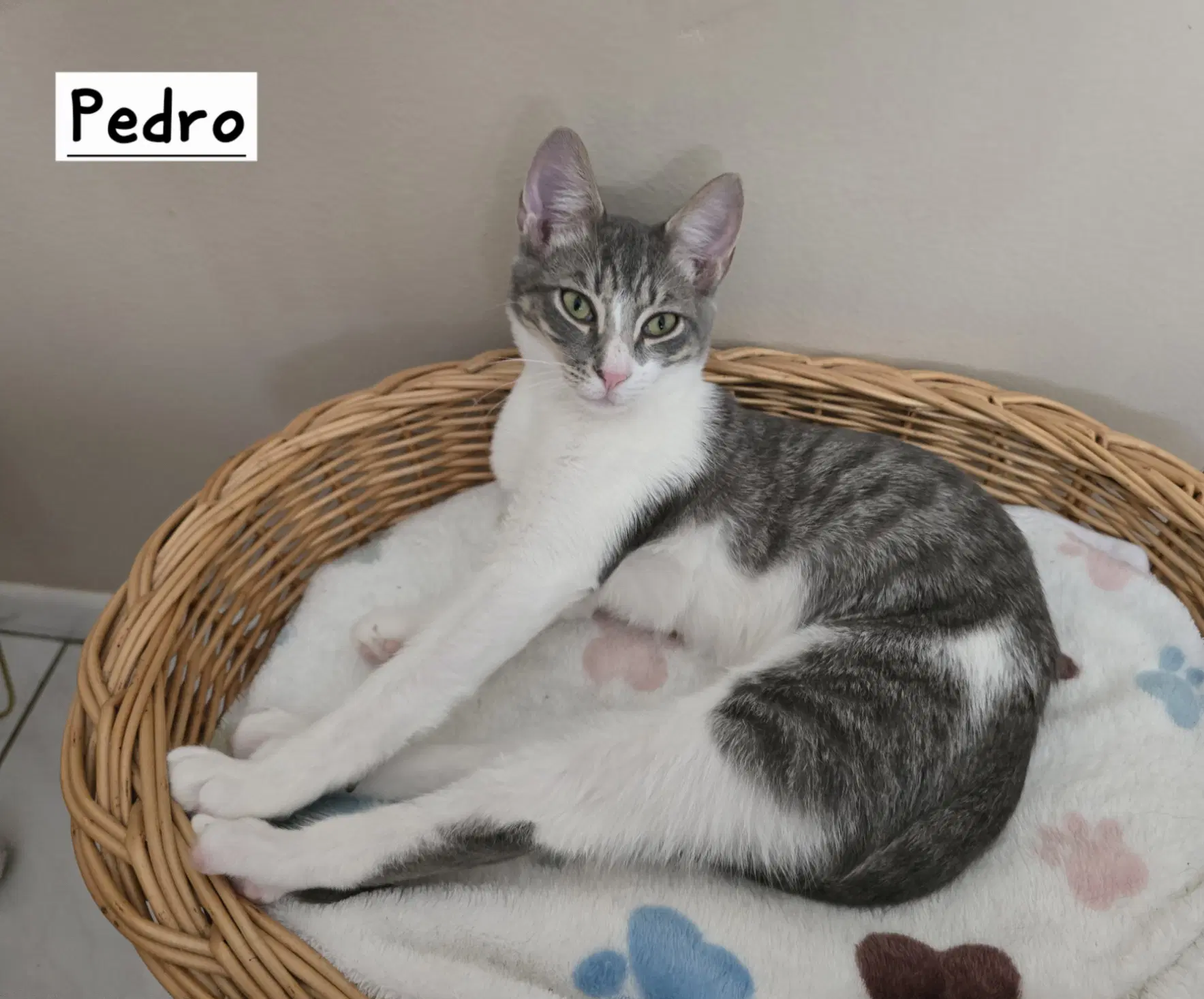 Pedro image 3