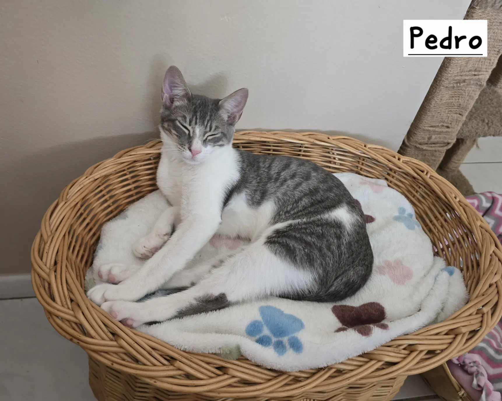 Pedro image 4