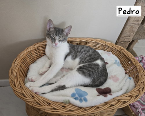 Photo 4 of Pedro